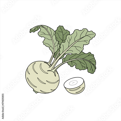 Kohlrabi vegetable illustration with leaves and slice on white background