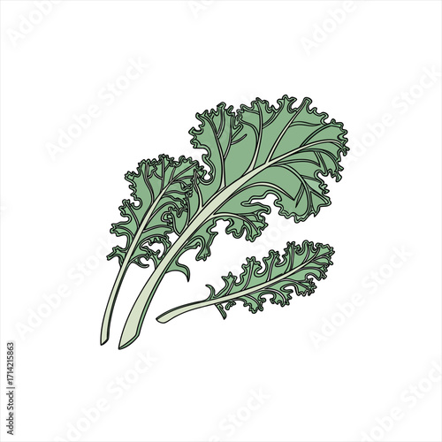 Illustration of three green kale leaves on a white background