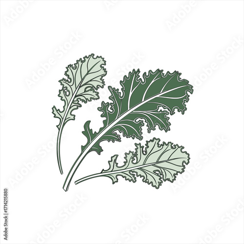Stylized illustration of three green kale leaves with white outlines