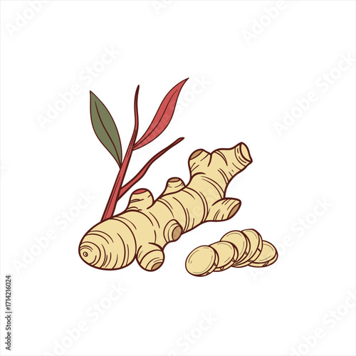 Hand drawn illustration of ginger root with leaves and slices