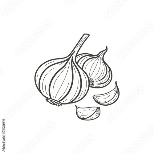 Hand drawn illustration of garlic bulbs and cloves on a white background