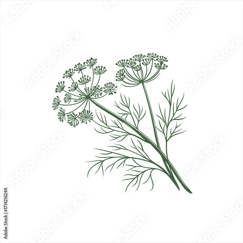 Green dill plant with feathery leaves and flower heads on white background