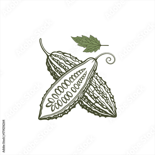 Bitter melon vegetable illustration with leaf and seeds