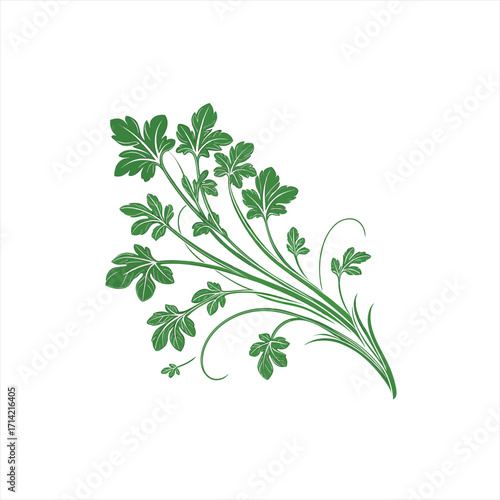 Green parsley sprig with delicate swirls on white background
