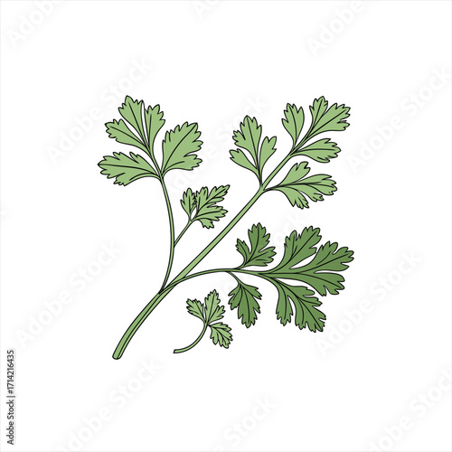 Illustration of a cilantro herb branch with green leaves