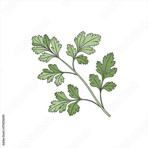 Illustration of a fresh green parsley herb sprig isolated on white