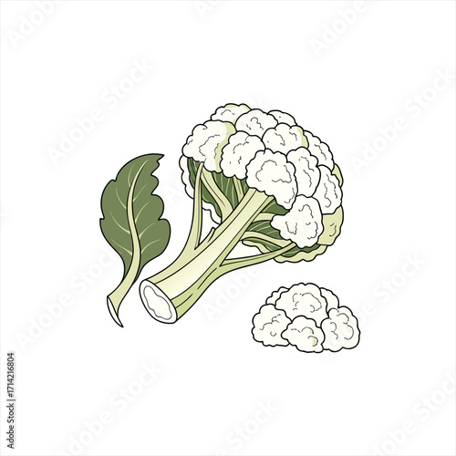 Illustration of a fresh cauliflower with a leaf and florets