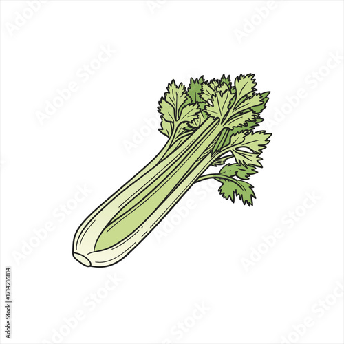 Fresh celery stalk with green leaves illustration