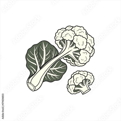 Illustration of fresh cauliflower and bok choy on a white background