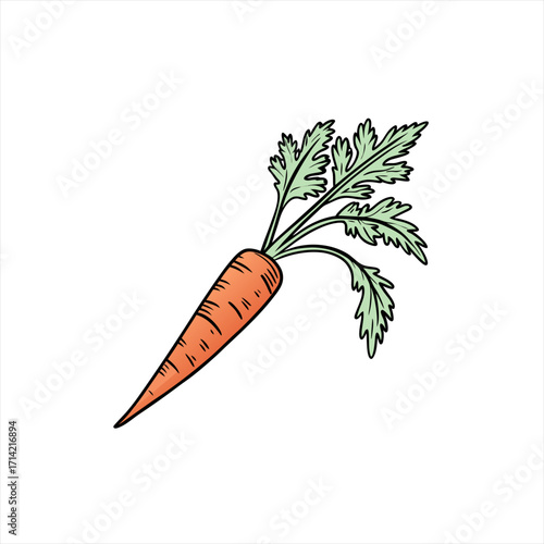 Fresh orange carrot with green leaves isolated on white background