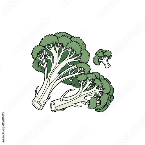 Fresh broccoli florets and stems illustration on white background