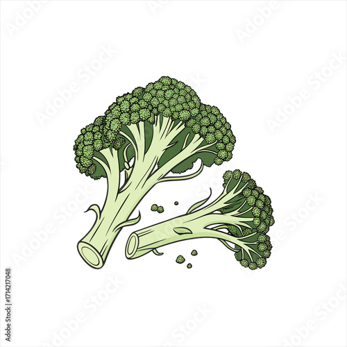 Fresh broccoli florets and stems isolated on white background