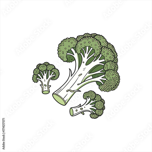 Hand drawn illustration of fresh broccoli florets and stems on a white background