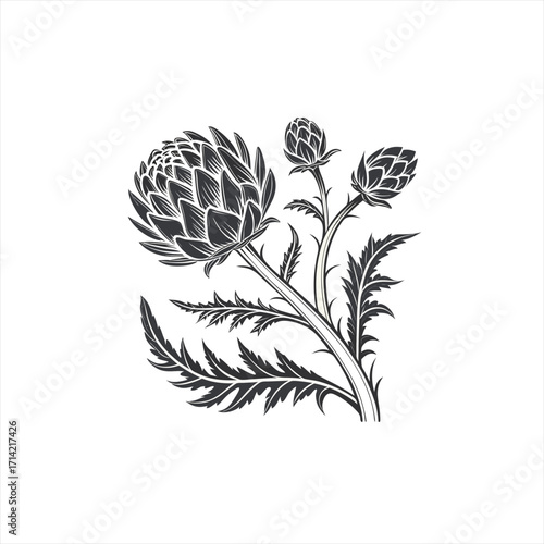 Stylized artichoke flower and buds illustration in black and white