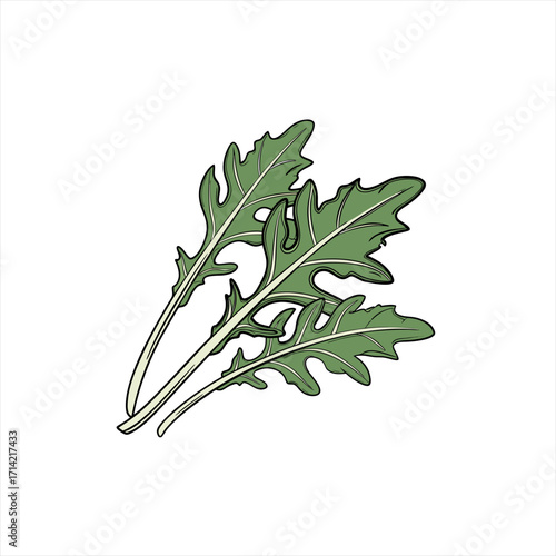 Illustration of fresh green arugula leaves on a white background