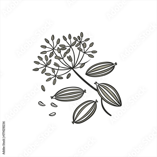 Illustration of caraway seeds and stems on white background