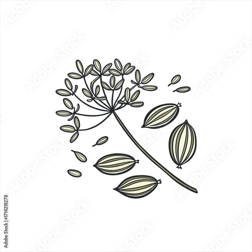 Illustration of dill seeds and flower head on white background