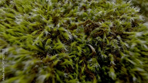 Dense vegetation with moss in the forest.