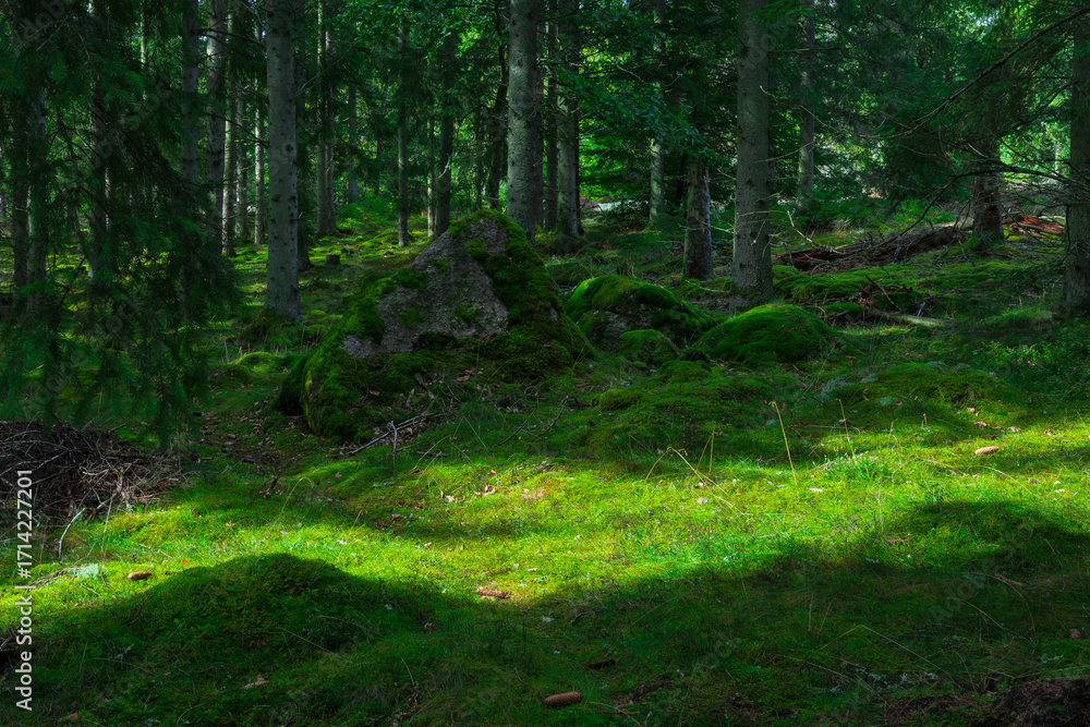 Obraz premium Forest Shadows Playing on Moss