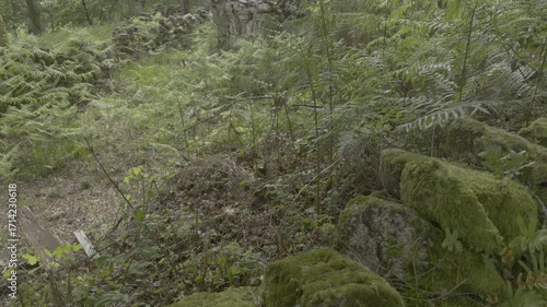 Dense vegetation with moss in the forest.