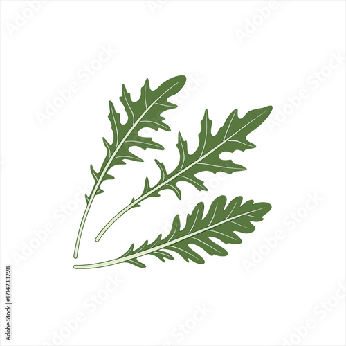 Three green arugula leaves isolated on a white background