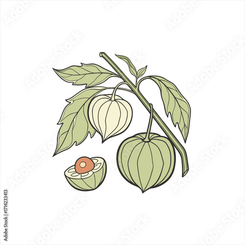 Illustration of a physalis plant with fruits and leaves