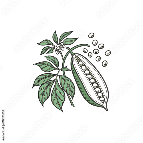 Illustration of a pea pod with leaves and flowers and scattered peas