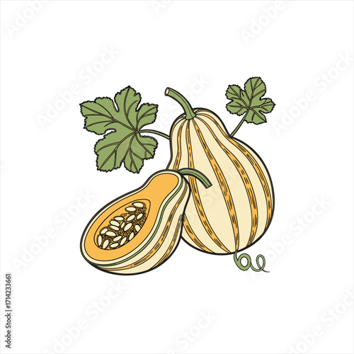 Illustration of a delicata squash and a half squash with leaves