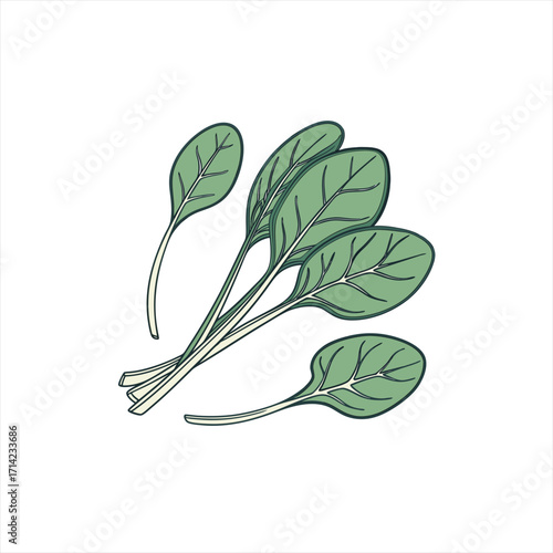 Hand drawn illustration of fresh spinach leaves on a white background
