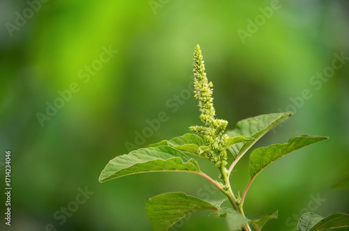 Amaranth or Amaranthus viridis branch flowers and green leaves on natural background.