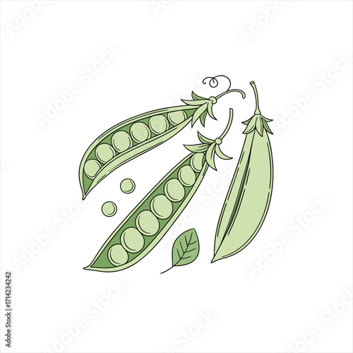 Illustration of fresh green pea pods and peas with a leaf