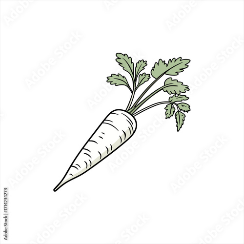 Illustration of a white parsnip root vegetable with green leaves