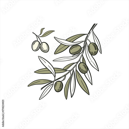 Hand drawn olive branch with olives and leaves on white background