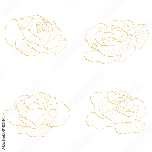 gold rose line art illustration set, elegant floral design