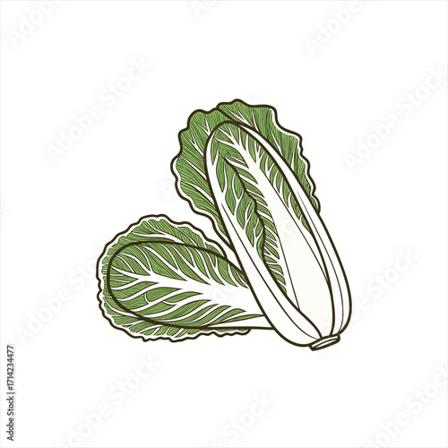 Two halves of fresh napa cabbage isolated on white background