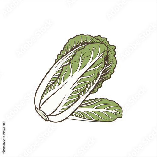 Illustration of two fresh napa cabbages on a white background