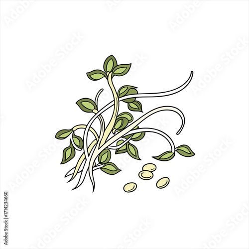 Sprouting lentil seeds with delicate green leaves and stems