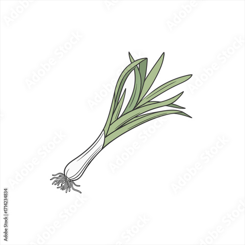 Illustration of a single fresh green onion with roots and leaves