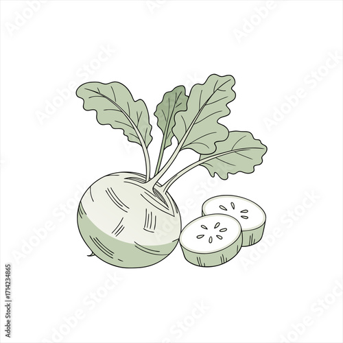 Illustration of a whole kohlrabi vegetable with leaves and two sliced pieces