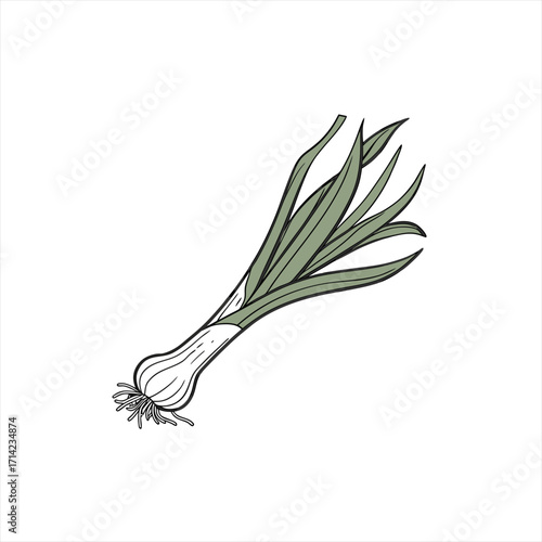 Illustration of a single leek vegetable with green leaves and white stem