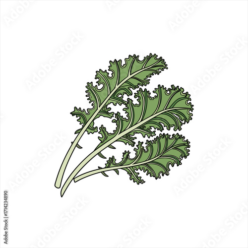 Illustration of three green kale leaves on a white background