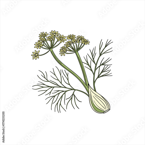 Illustration of a dill plant with yellow flowers and feathery leaves