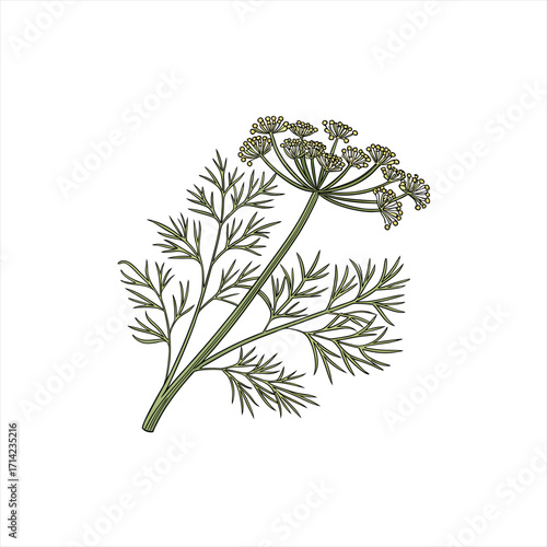 Illustration of a dill plant with feathery leaves and yellow flowers