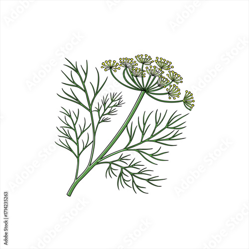Illustration of a dill plant with feathery leaves and yellow flowers