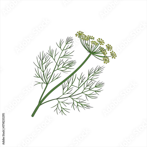 Illustration of a dill plant with feathery leaves and yellow flowers