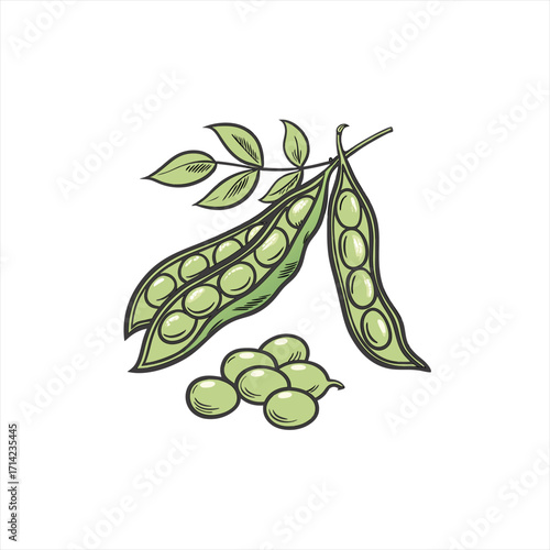 Fresh green peas in pods with leaves and loose peas illustration