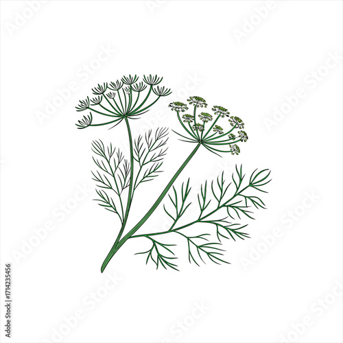 Illustration of two dill plants with green leaves and flowers on a white background