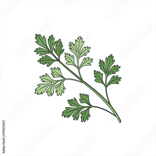 A sprig of fresh green parsley with detailed leaves and stem