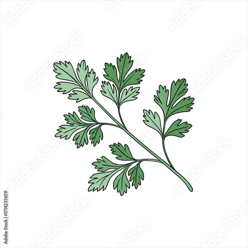 Illustration of a sprig of fresh green parsley on a white background