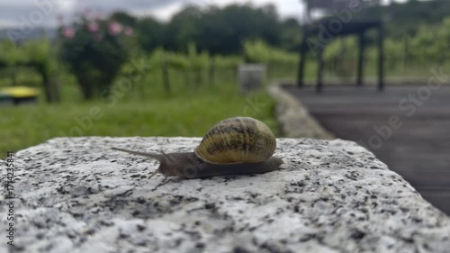 Snail on top of a rock with vegetation in the background.